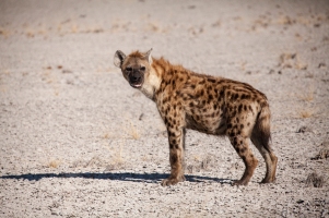Hyena Etosha Namibia